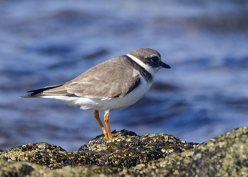 Quale Charadrius ?   Charadrius hiaticula  (Corriere grosso)